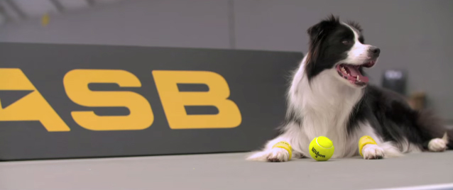 ASB ramasseur de balles chiens tennis