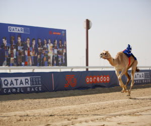 50 000€ offerts par Ooredoo après une course de dromadaires du PSG au Qatar