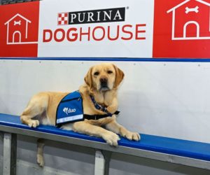 NHL – La Penalty Box des St Louis Blues renommée « Purina Doghouse »